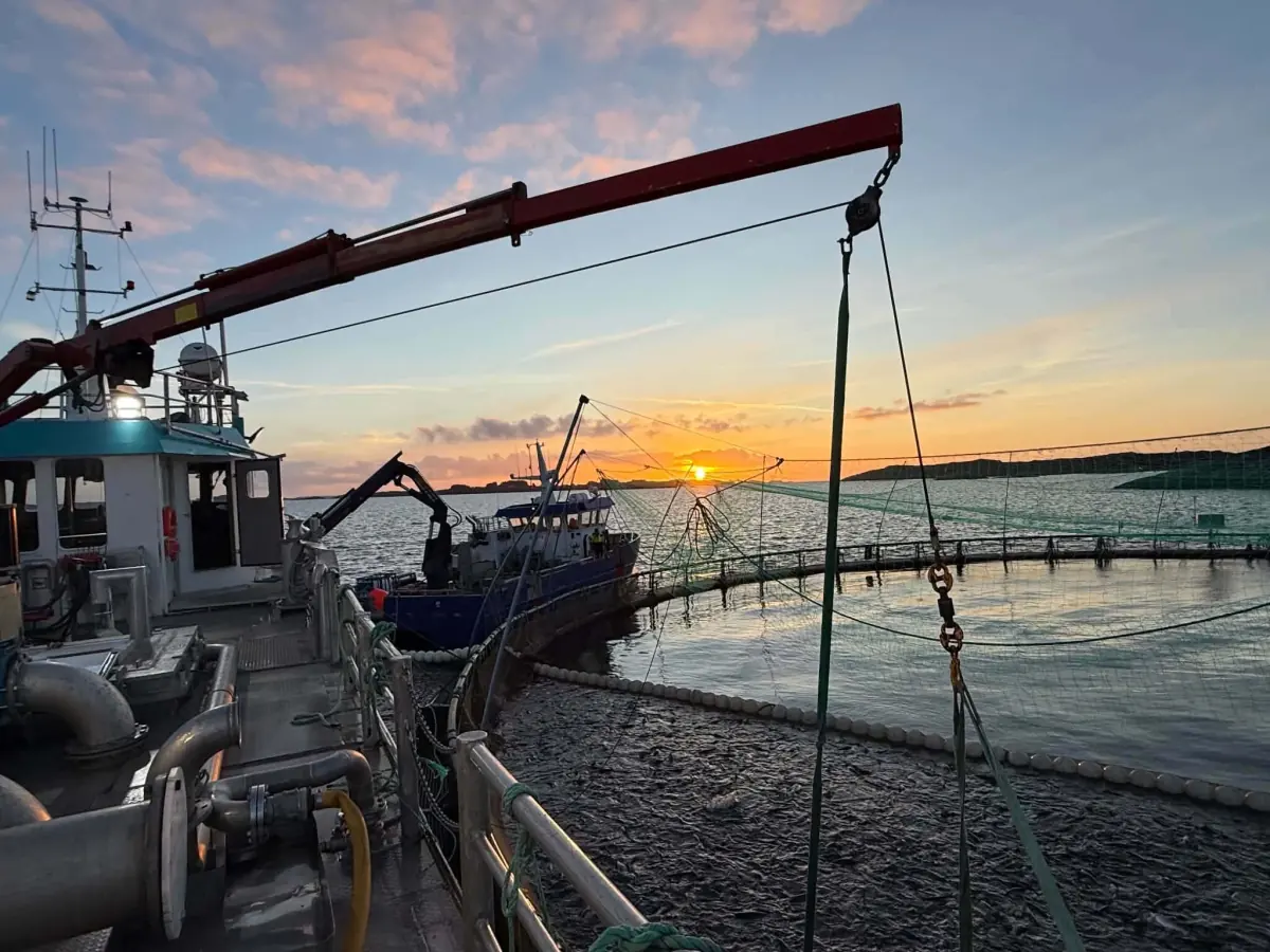 Arbeidsdekket på MS Vestbjørn ved merdkanten i solnedgang